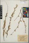 Foto von Salix hindsiana Benth.